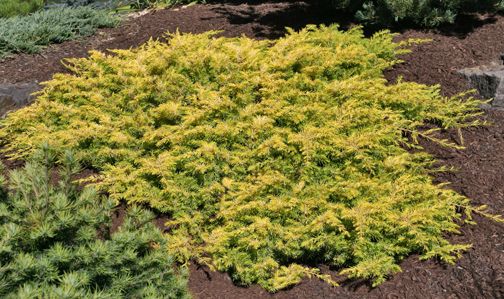 (Quart Pot) Juniperus Conferta 'All Gold'-Dense Bushy Golden Yellow Groundcover