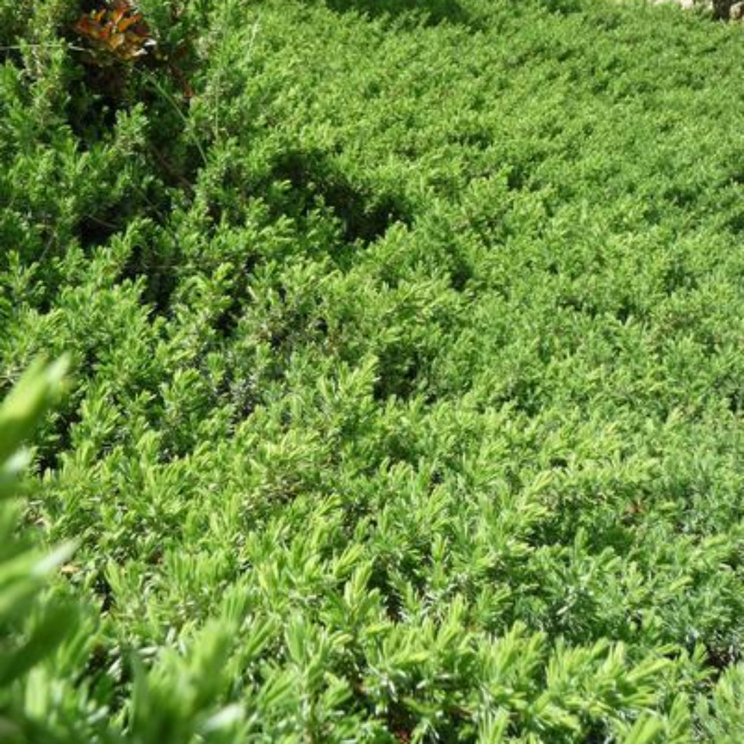 Juniperus Conferta &