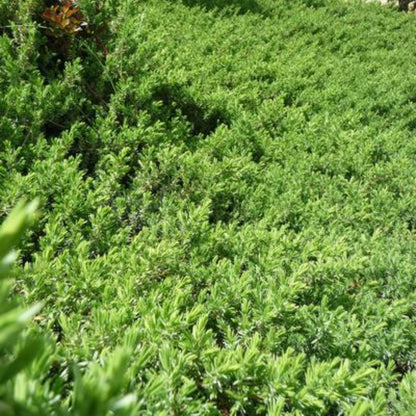 Juniperus Conferta &