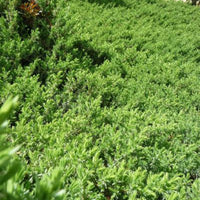 Juniperus conferta Blue Pacific groundcover shrub
