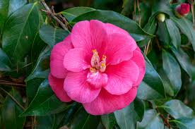 Camellia Japanese 'Ju-Dee'-Showy Light pink Blooms