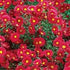 (1 Gallon) Aster Kickin&