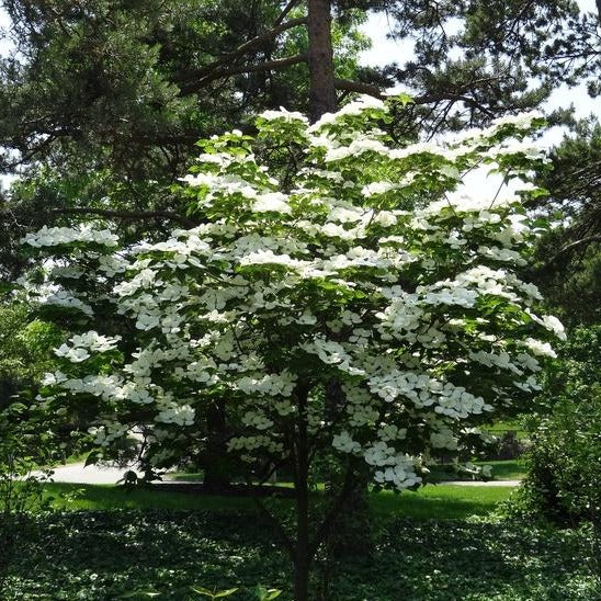 Buy Kousa Dogwood Tree Plants & Trees Online | Pixies Gardens