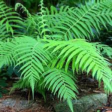 (1 Gallon)Thelypteris Kunthii Southern Shield Fern - This Southern Shield Green Fern is Very Tough