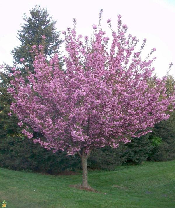 Kwanzan Cherry Tree- Standout Tree, Pink Fragrant Blossoms (Cherry Blossom Festivals)