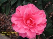 Camellia Lady Laura-Pink Blooms with Unique Pink Stripes