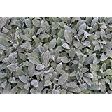 (10 Count Tray of 1 Quart Pots) 'Silver Carpet' Lamb'S Ear (Groundcover) Velvety Soft, Silver Leaves Form a Rapidly Spreading Mat, Rarely Flowers