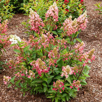 Hydrangea Lava Lamp Flare plant showing vivid red-pink cone-shaped blooms in summer garden