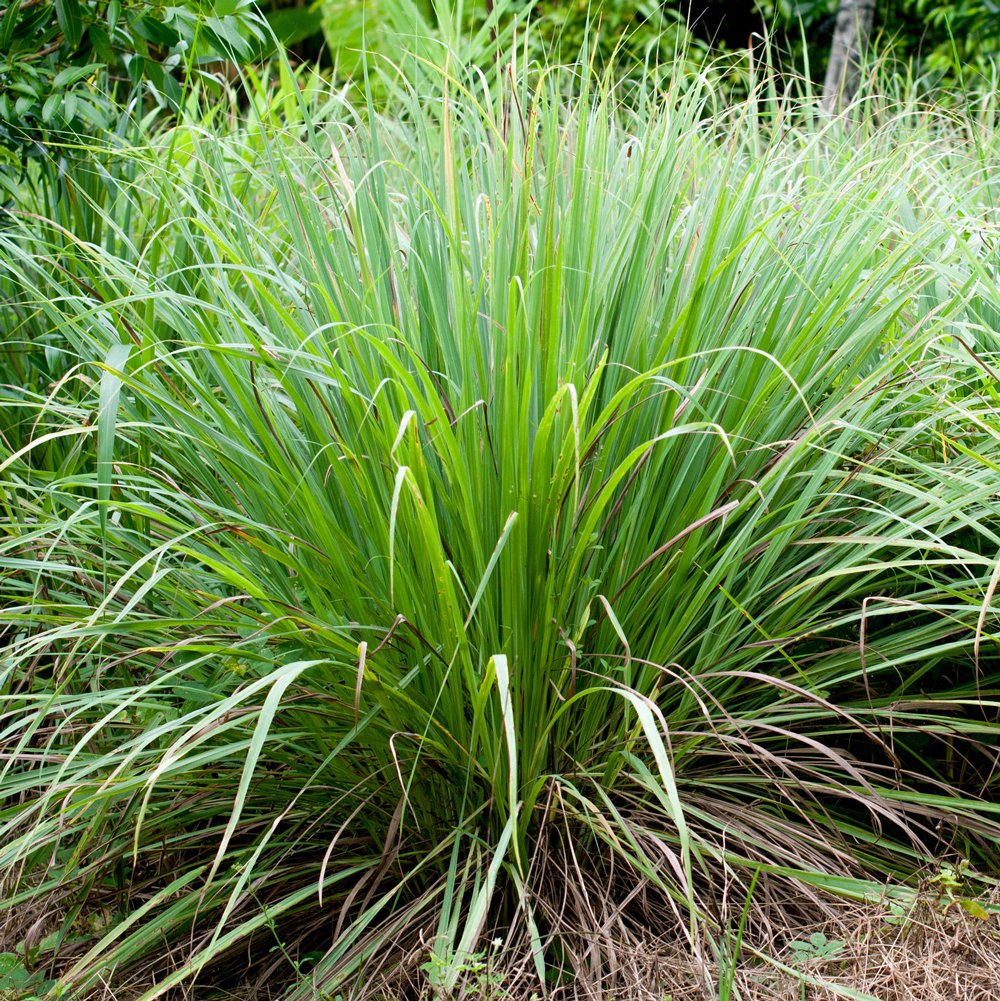 Lemongrass plants for sale deals