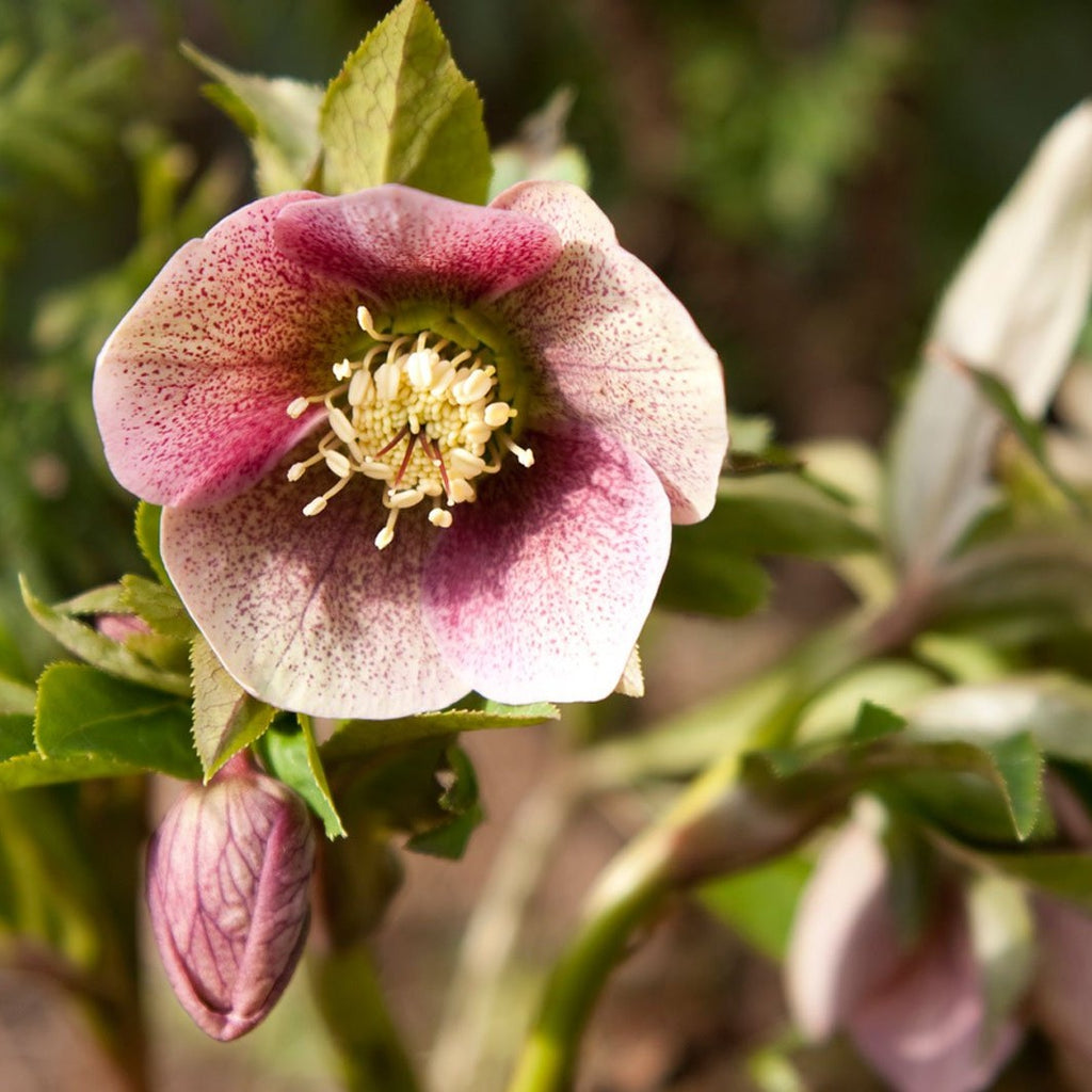 Lenten Rose