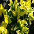 Goldtip Ligustrum