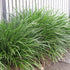 Liriope Muscari Evergreen Giant