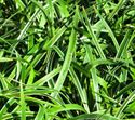 (1 Gallon) Liriope Muscari Variegata- 'Variegata' Features Medium Green Leaves Which Are Variegated with Creamy Yellow Margins