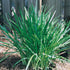 Liriope Muscari &
