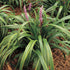 Liriope Muscari &