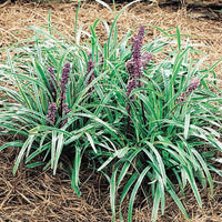 Liriope Muscari John Burch Lily Turf plant close-up