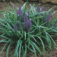 Royal Purple Lily Turf with green leaves