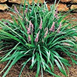 Liriope Muscari Samantha Lily Turf