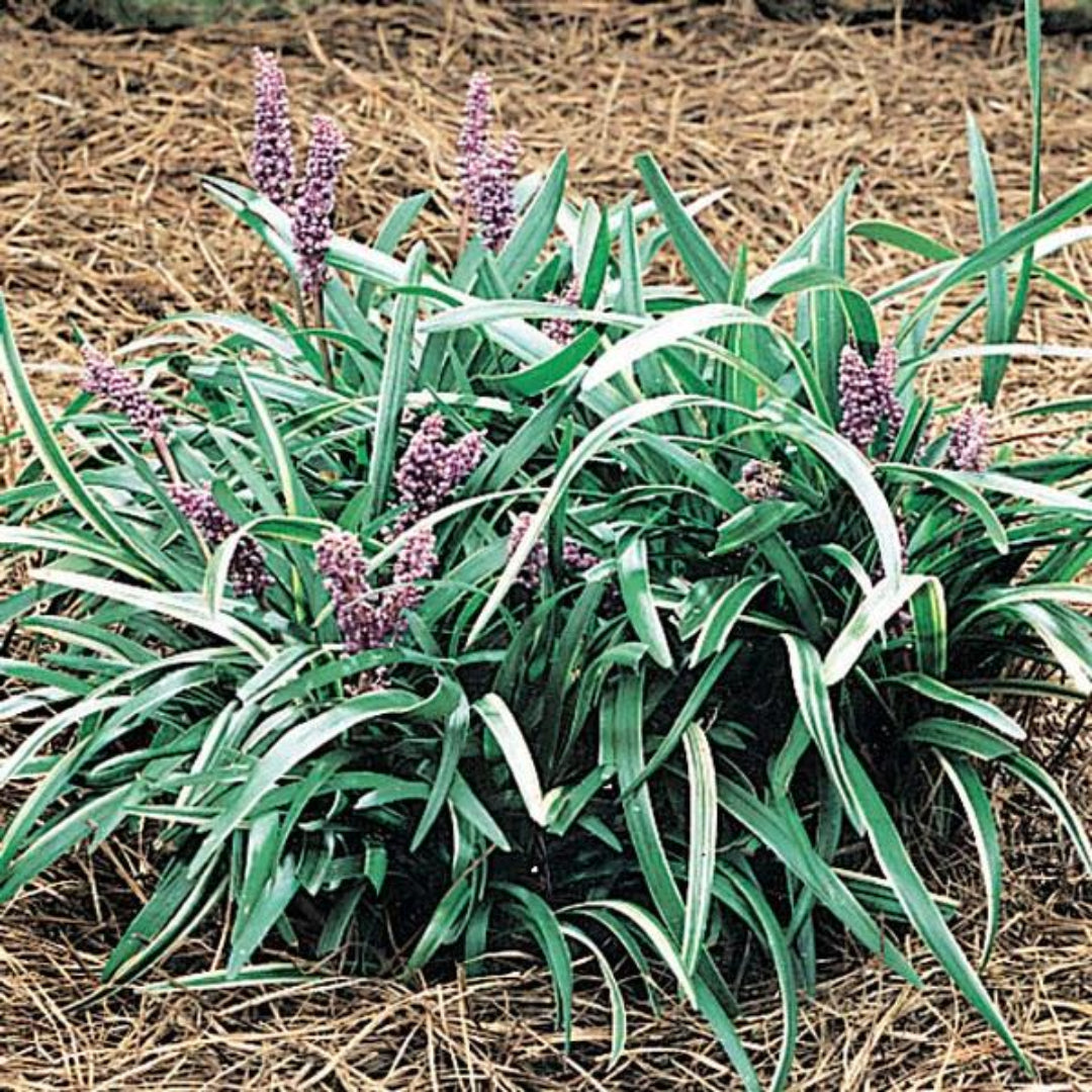 Liriope Muscari &