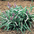 Liriope Muscari &