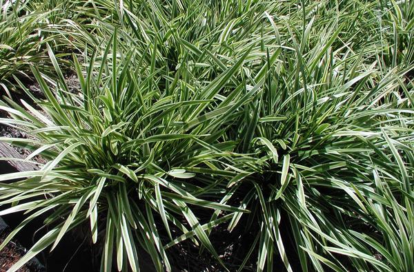 Liriope Muscari 'Variegata' Lily Turf