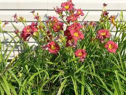 (1 Gallon) Hemerocallis Little Business Daylily - This Daylilly is a Gorgeous Bright Raspberry- Red Flower with a Lime- Green Stem.