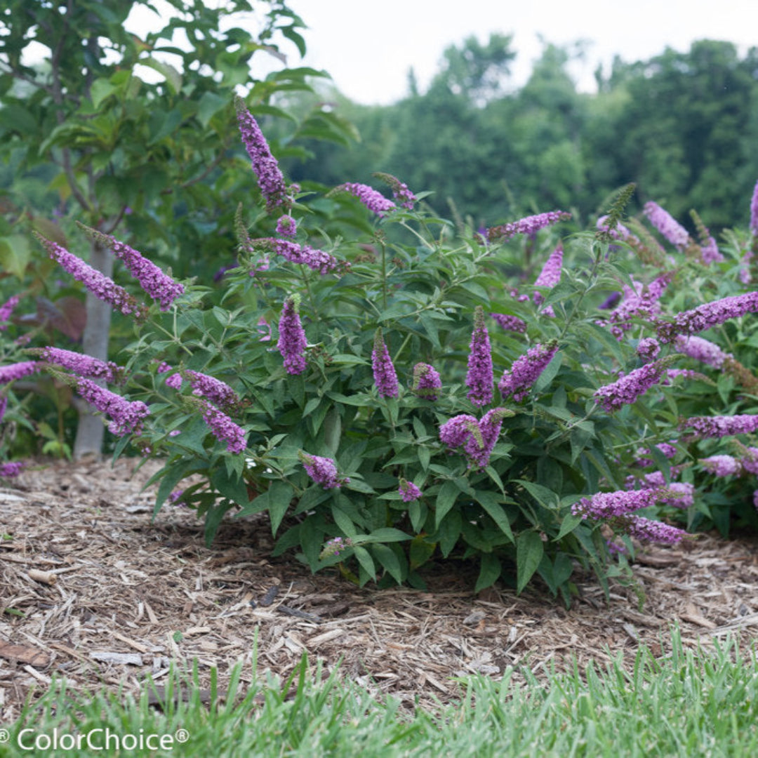 Buddleia Lo &amp; Behold Tm Blue Chip Butterfly Bush- Miniature Buddleas (2 Ft Tall), Blooms Profusely and Continuously, Never Needs Deadheading.