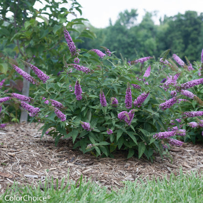 Buddleia Lo &amp; Behold Tm Blue Chip Butterfly Bush- Miniature Buddleas (2 Ft Tall), Blooms Profusely and Continuously, Never Needs Deadheading.