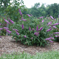 Buddleia Lo & Behold Tm Blue Chip Butterfly Bush- Miniature Buddleas (2 Ft Tall), Blooms Profusely and Continuously, Never Needs Deadheading.