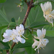 Fragrant Winter Honeysuckle shrub