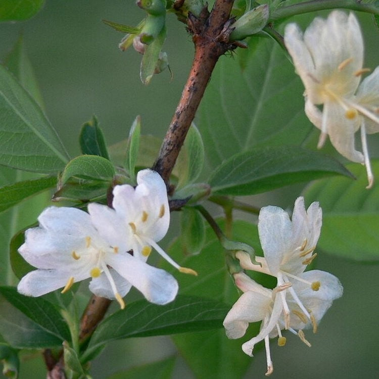Fragrant Winter Honeysuckle - Extremely Fragrant White Flowers In Spring (Lemony)