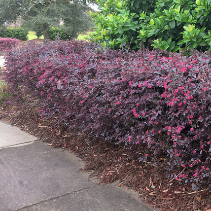 Sparkling Sangria Loropetalum