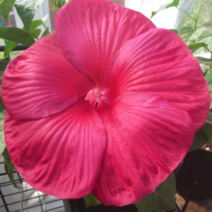 Hibiscus 'Luna Red'