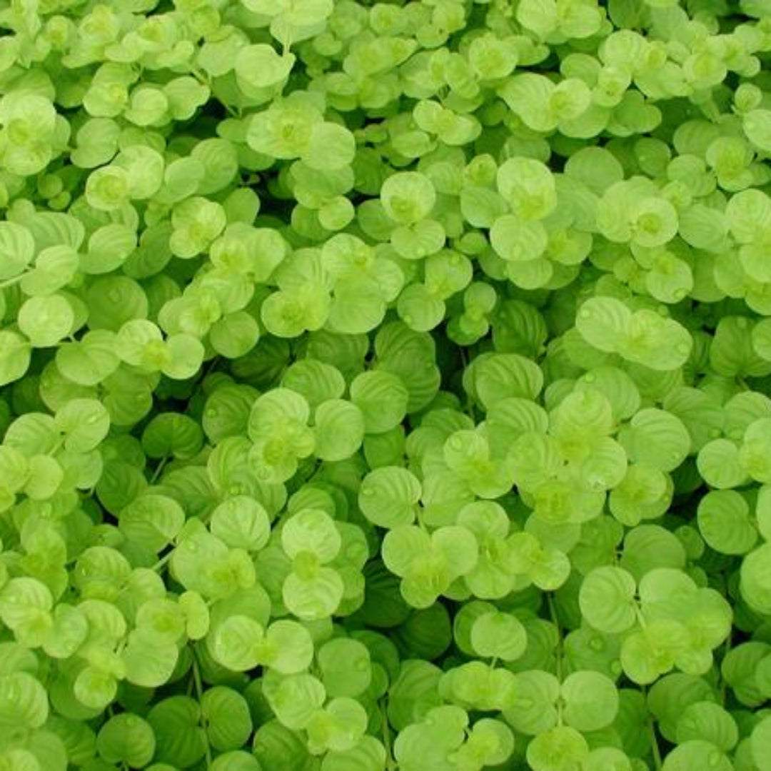 Vibrant Golden Creeping Jenny groundcover plant.