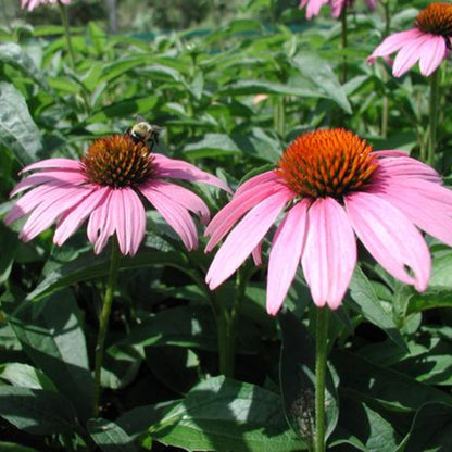 Magnus Coneflower plant with vibrant pink petals