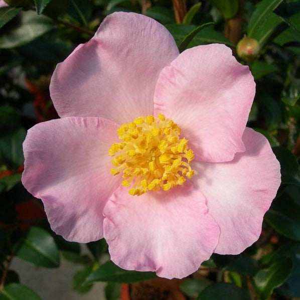 Camellia Maiden Blush Flower Plant-Dainty Pale Pink