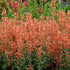 1 Gallon Pot: Agastache Kudos Series Mandarin Pp25381 Hyssop Excellent Plant That Maintains a Tidy