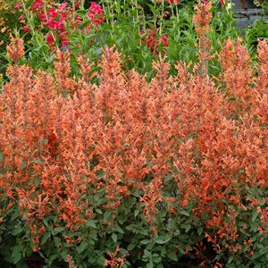 1 Gallon Pot: Agastache Kudos Series Mandarin Pp25381 Hyssop Excellent Plant That Maintains a Tidy