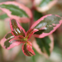 Mardi Gras Abelia shrub with variegated green and white foliage growing in the landscape