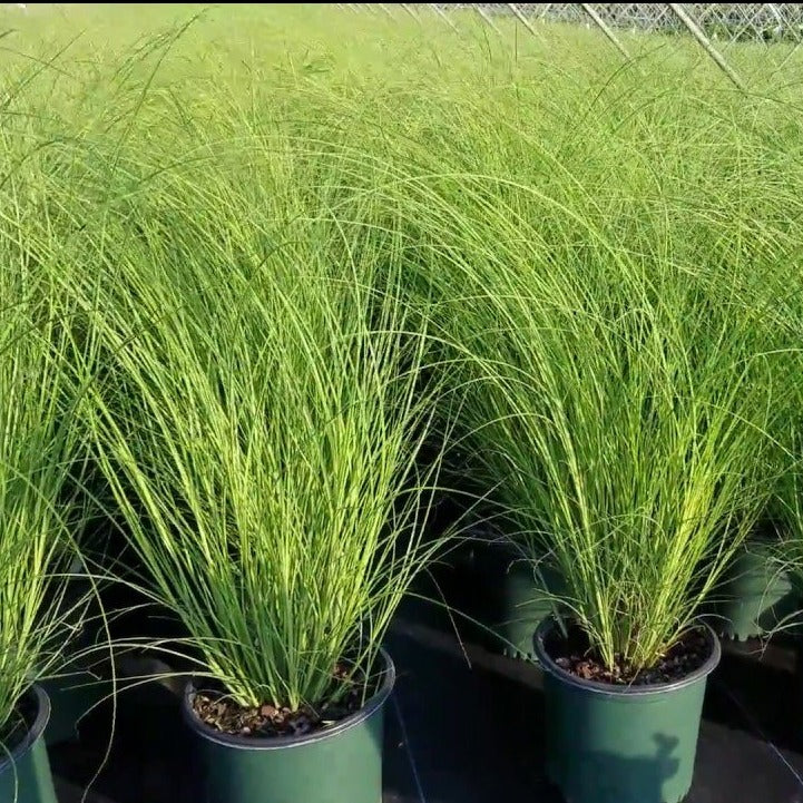 Miscanthus Scout (Uga M77)