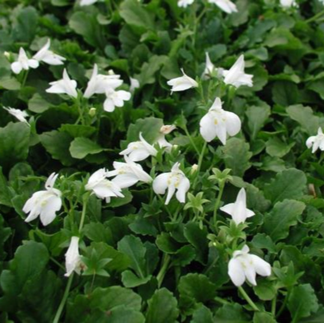 Potted White Mazus reptans plant for gardens