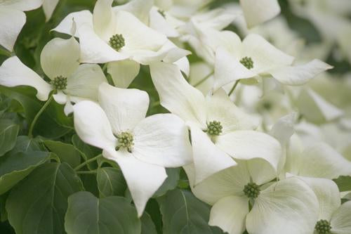 Dogwood Milky Way