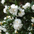Mine-No-Yuki Camellia-Elegant Snow-white Double Blooms