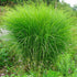 Miscanthus &