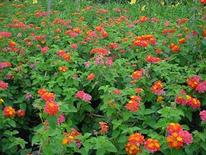 4 Inches Round Pot/10 Count Flat: Lantana Camara 'Miss Huff'