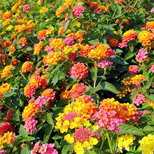 Lantana Miss Huff-Showy Orange and Pink Flowers