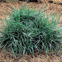 Mondo Grass plant close-up view