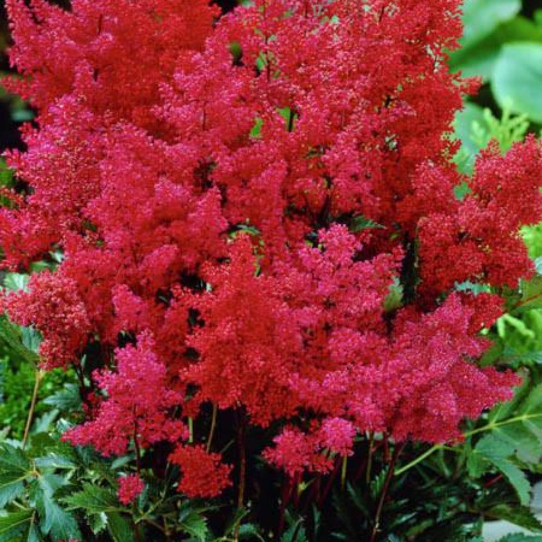 Montgomery Astilbe-Huge Plumes of Dark Magenta Red Flowers In Summer