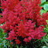 Montgomery Astilbe-Huge Plumes of Dark Magenta Red Flowers In Summer