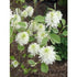 (1 Gallon) Gardenii Fothergilla, Dwarf, Native of Se Usa, Multi Season Plant, Honey Like Fragrance From Cream Flowers, Beautiful Fall Colors